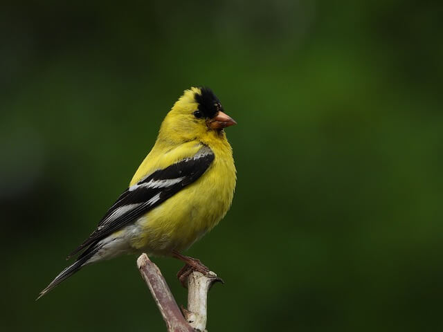 An American Goldfinch perched on a branch.