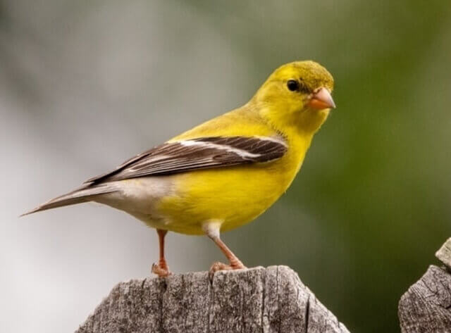 A goldfinch perched on a backyard fence.

