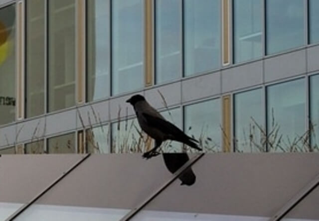An American Crow perched on a glass building.