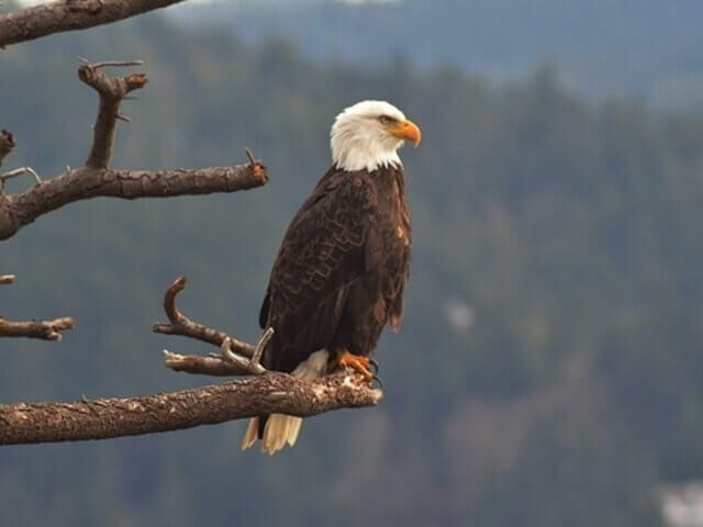 A Bald Eagle perched on a tree branch.