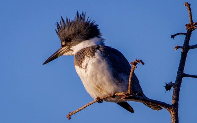 A belted kingfisher perched at the top of a tree.