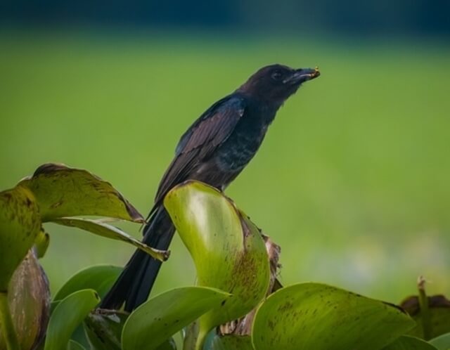 A Black Drongo perched on a plant with an insect in it's mouth.