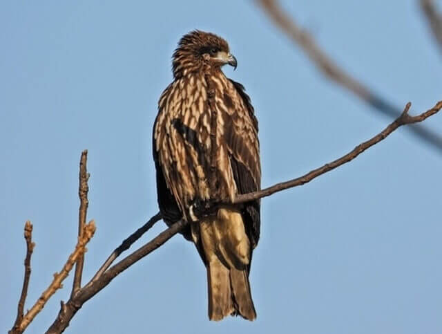 A Black Kite perched on a tree.