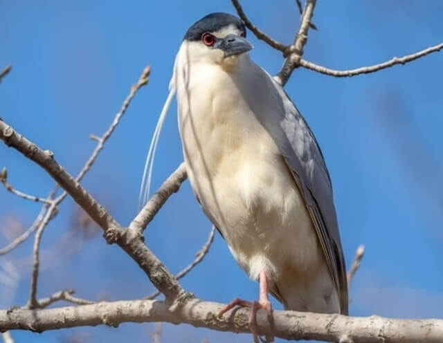 A Black-Crowned Night Heron perched on a tree.


