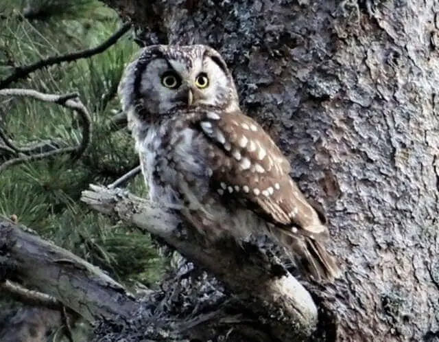 A little boreal owl perched on a tree branch.