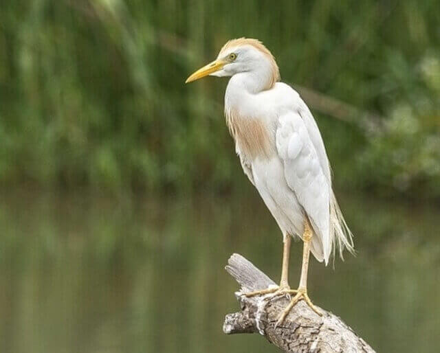 A cattle egret perched on a tree branch near the water.