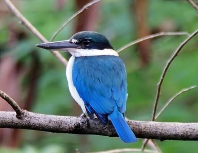 A Collared Kingfisher perched on a tree branch.