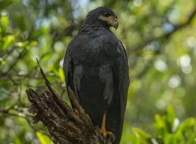 A Common Black Hawk perched on a tree.
