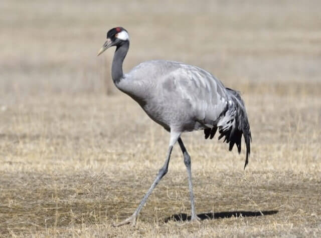 A Common Crane foraging on the ground.