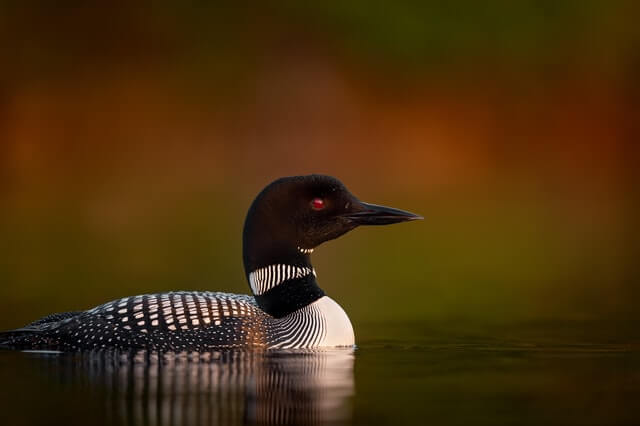 A Common Loon drifting on calm water.
