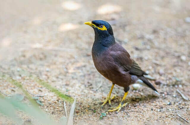 A Common Myna foraging on the ground.