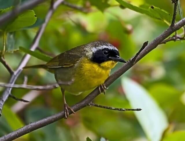 A Common Yellowthroat perched on a tree branch.