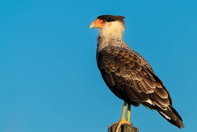 A Crested Caracara perched on a post.