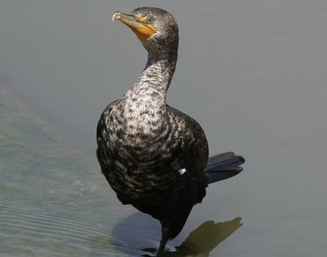 A Double-crested Cormorant wading through the water.