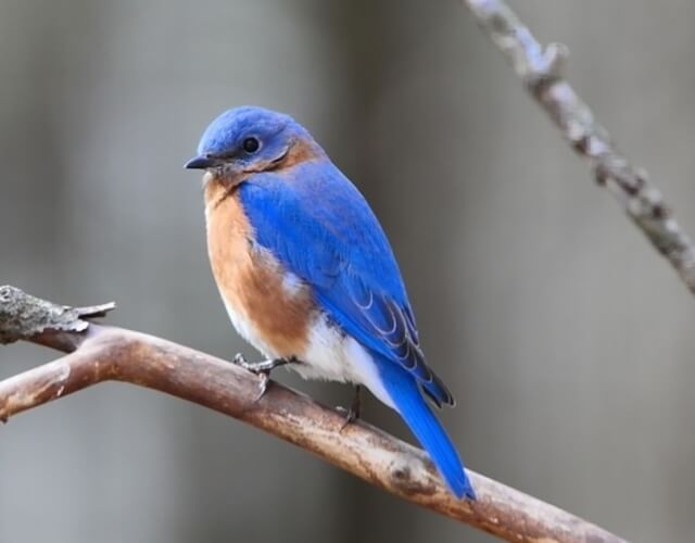 An Eastern Bluebird perched in a tree.