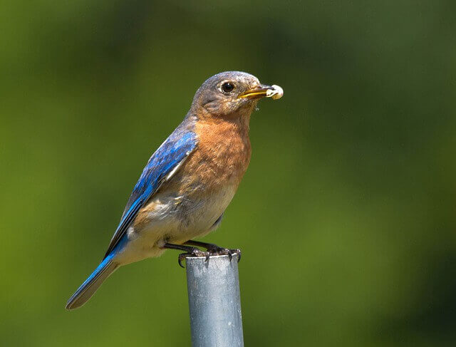 An Eastern Bluebird with an insect in it's mouth.