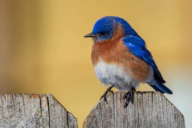 An eastern bluebird perched on the fence.  