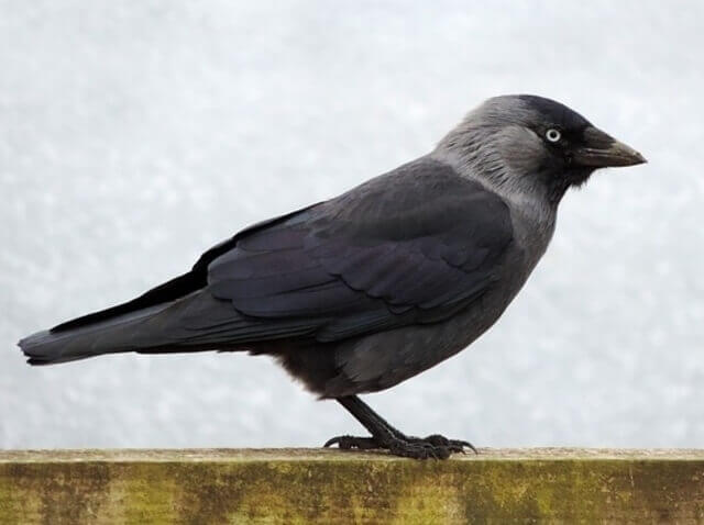A Eurasian Jackdaw perched on a wooden fence.