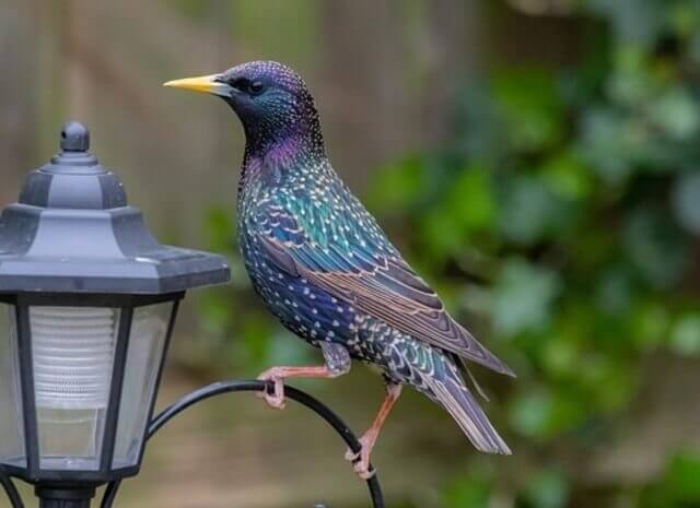 A Common Starling perched on a light post.