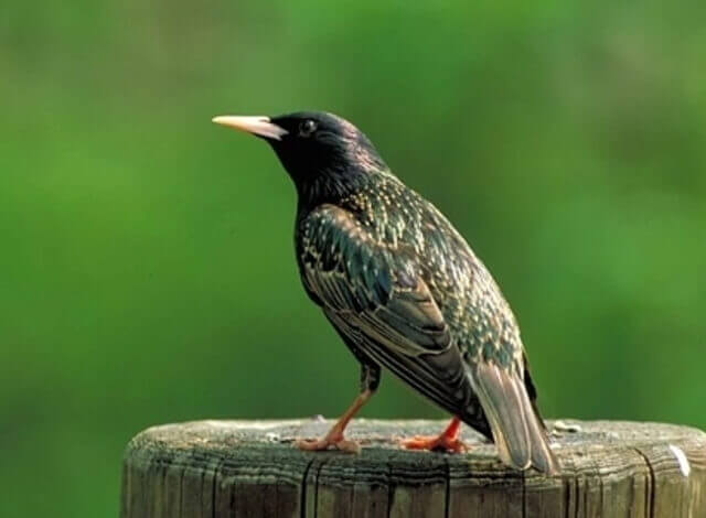 A European Starling perched on a tree stump.