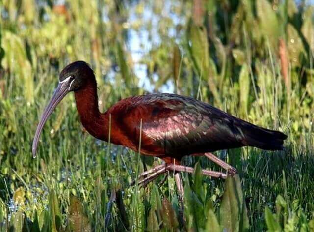 A Glossy Ibis foraging in tall grass.