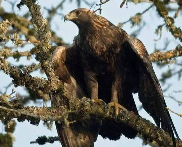 A Golden Eagle perched in a tree.