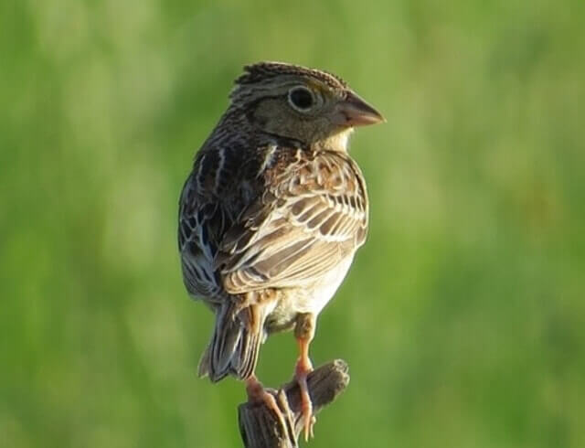 A Grasshopper Sparrow perched on a branch.
