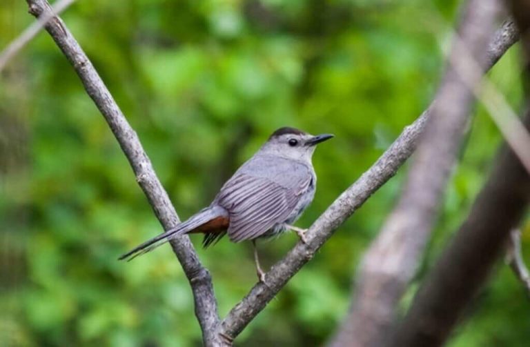 Most Common Birds In New Hampshire