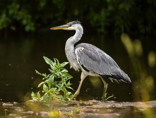 A Gray Heron foraging through the water.