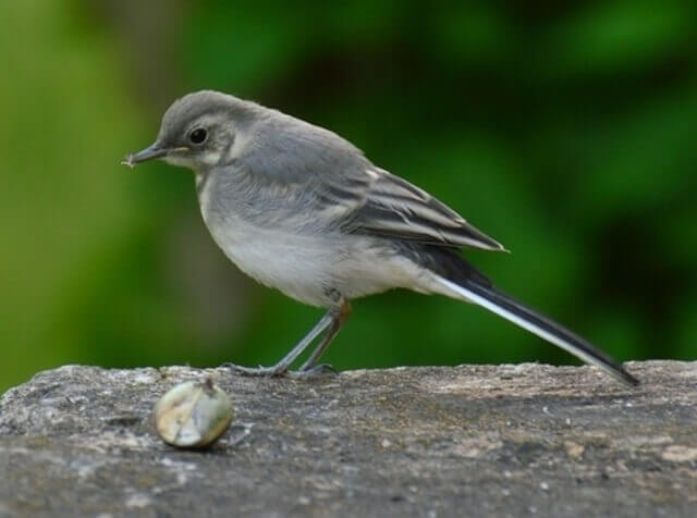 A Gray Wagtail eating a snail.
