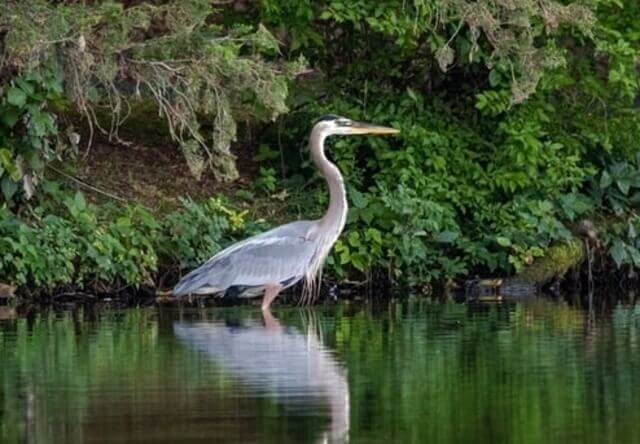 A Great Blue Heron in the water searching for food.