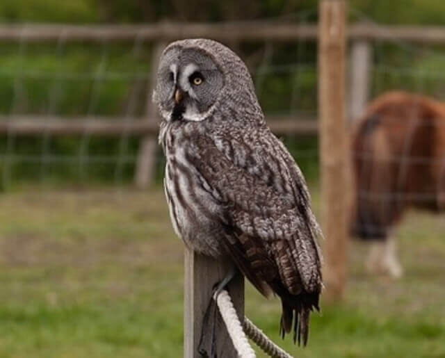 A Great Gray Owl perched on a fence.