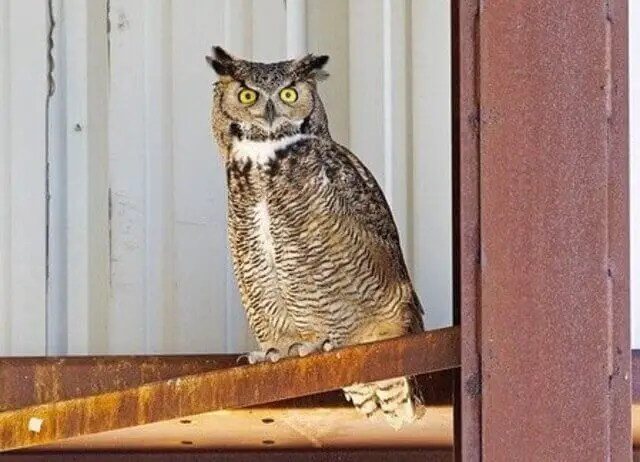 A Great-horned Owl perched.
