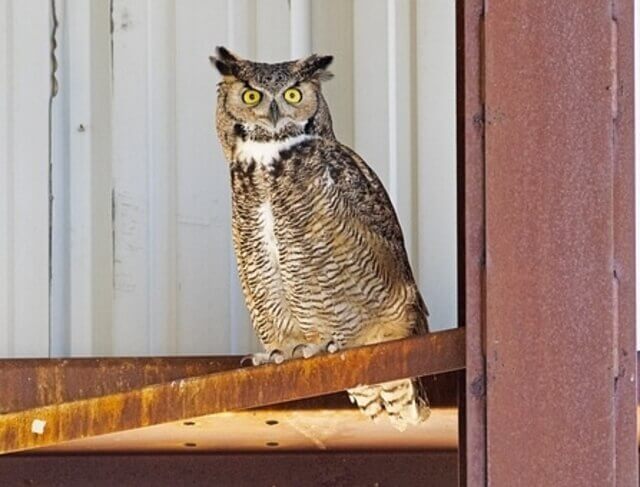 A Great Horned Owl perched.