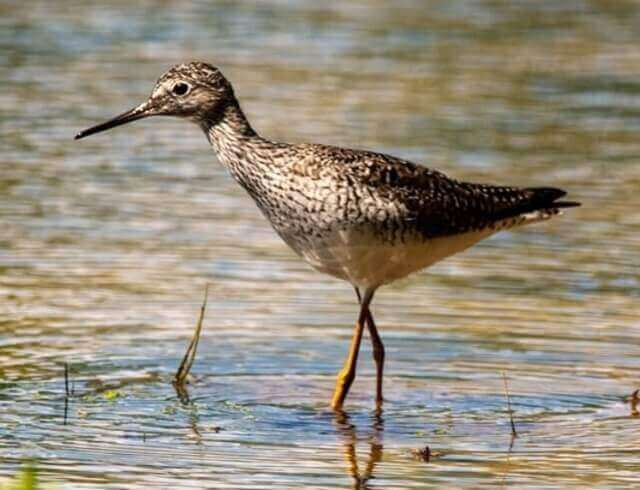 A Greater Yellowlegs foraging in the water.