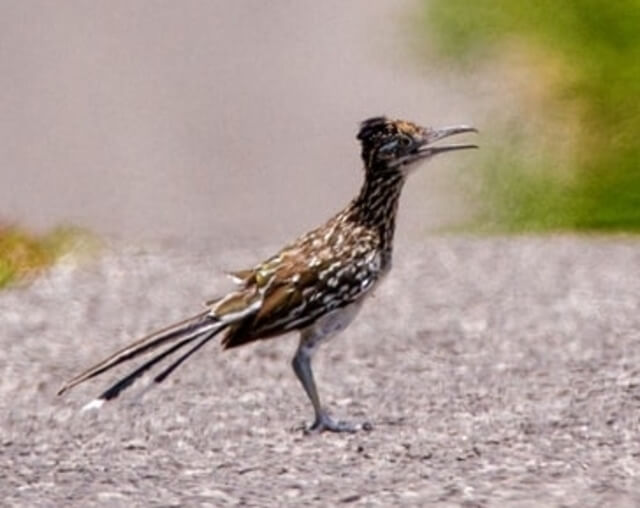 A greater roadrunner in the middle of the road.