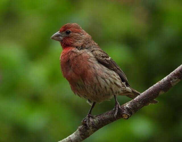 A House Finch perched on a tree branch.