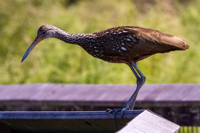 A limpkin stands on the rails of the boardwalk.

