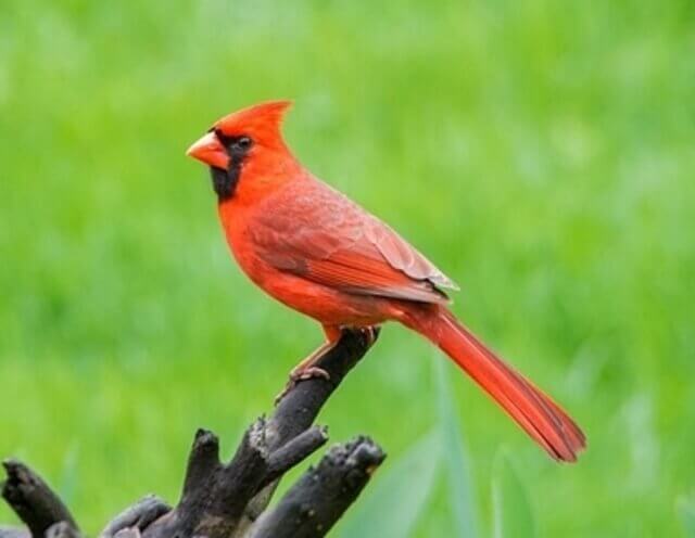 A Northern Cardinal perched on a tree.