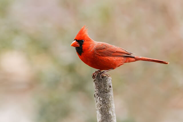 A Northern Cardinal perched on a tree.