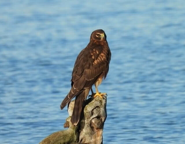 A Northern Harrier perched on a rock.
