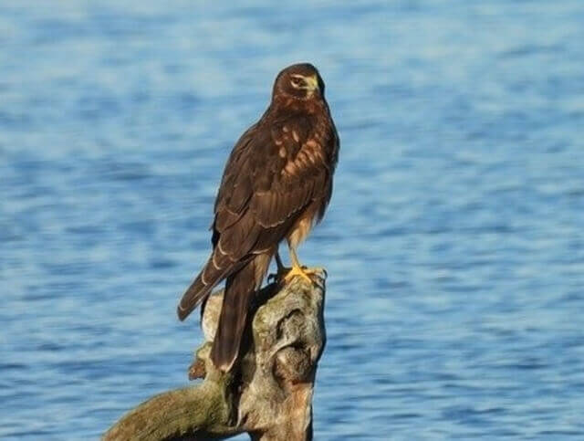 A Northern Harrier perched on a tree stump.
