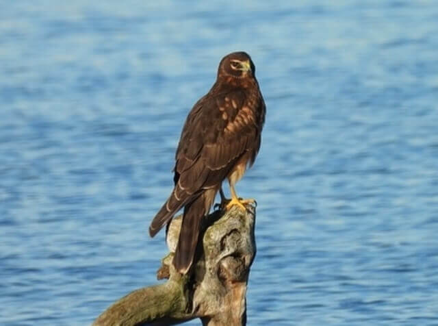 A Northern Harrier perched on a tree.