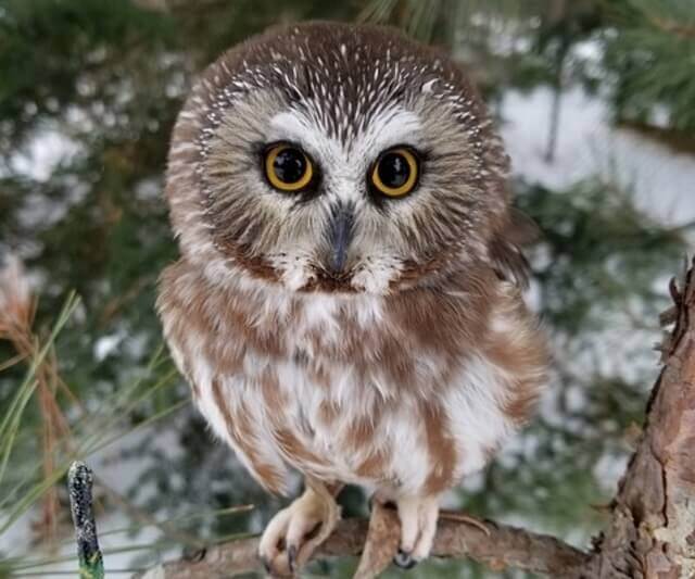 A Northern Saw-whet Owl perched on a tree branch.