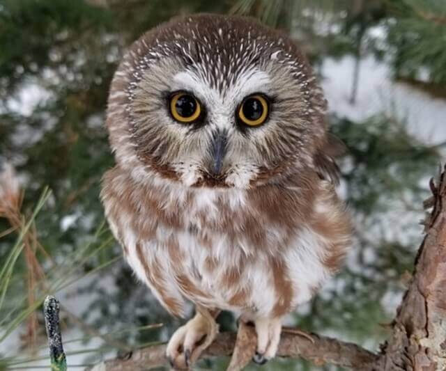 Northern Saw-whet Owl perched in a tree.