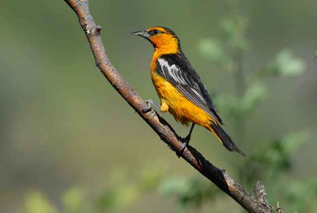 A bullocks oriole perched on a tree branch.