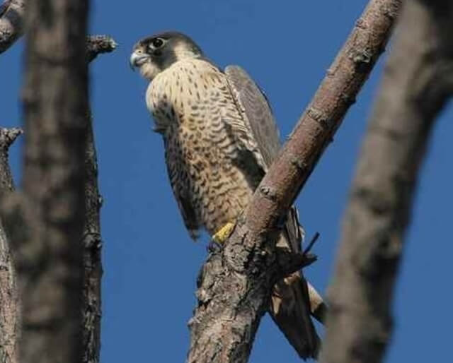 A Peregrine Falcon perched in a tree.