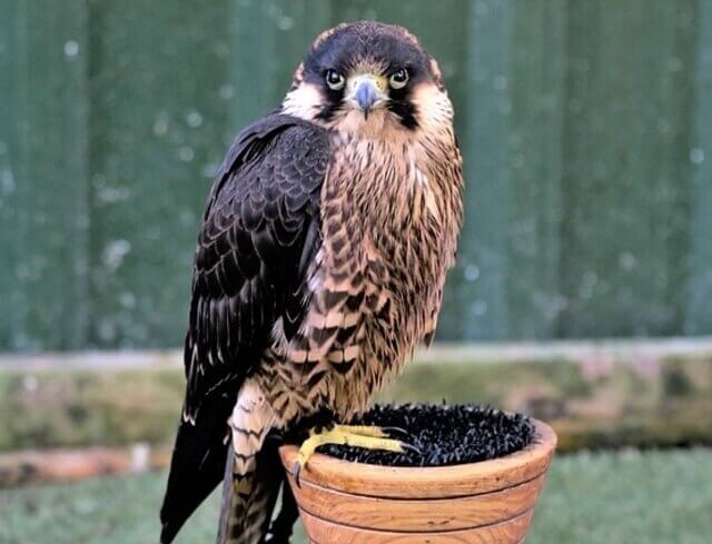A Peregrine Falcon perched.