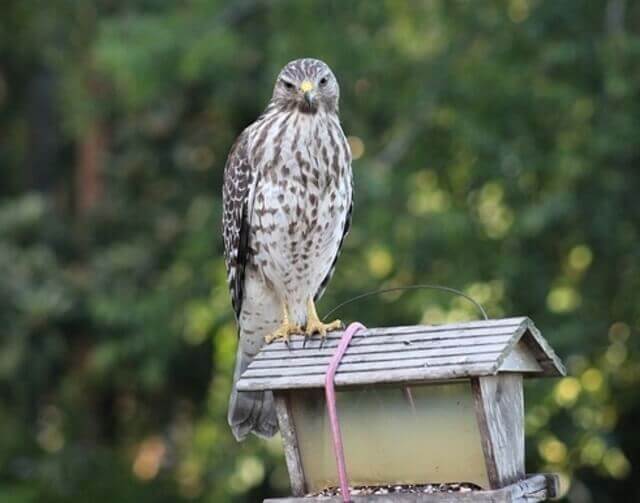 A Red-shouldered Hawk perched on top of a bird feeder.