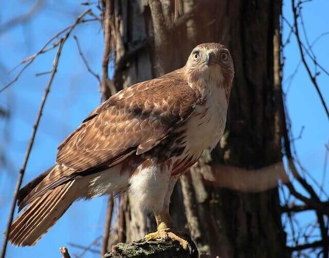 A Red-tailed Hawk perched on a tree.